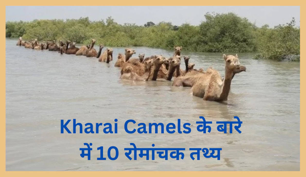 Kharai Camels